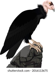 California condor vector isolated illustration