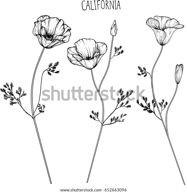 California Flower Clipart Illustration Stock Vector (Royalty Free ...