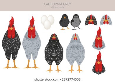 California Grey Chicken breeds clipart. Poultry and farm animals. Different colors set.  Vector illustration