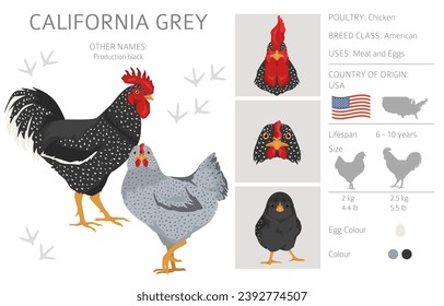 California Grey Chicken breeds clipart. Poultry and farm animals. Different colors set.  Vector illustration