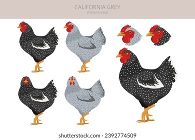 California Grey Chicken breeds clipart. Poultry and farm animals. Different colors set.  Vector illustration