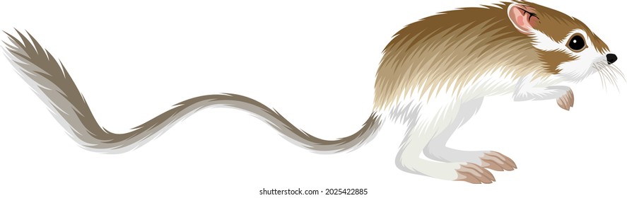 California kangaroo rat - vector illustration