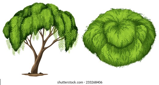 A California Pepper Tree on a white background 