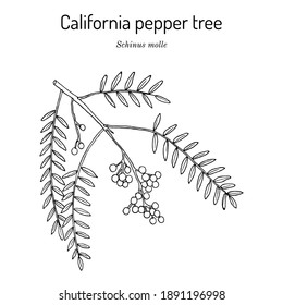 Pfefferbaum aus Kalifornien oder Peruanischer Pfefferbaum (Schinus molle), Gewürz und Heilpflanze. handgezeichnete botanische Vektorgrafik