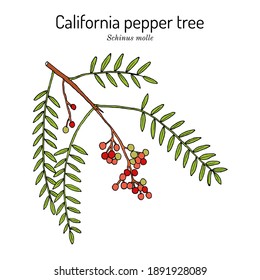 California pepper tree, or Peruvian peppertree (Schinus molle), spice and medicinal plant. Hand drawn botanical vector illustration
