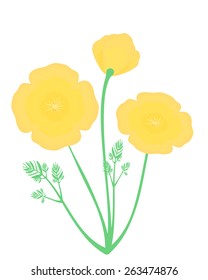 California poppies vector illustration