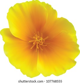 California poppy, Eschscholzia californica