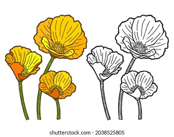 California poppy, Eschscholzia garden flower illustration, color and line drawing