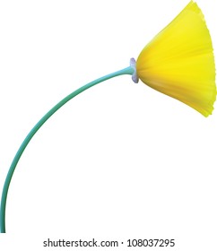 California Poppy eschscholzia,isolated flower