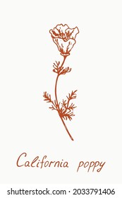 California poppy flower stem with bud and leaves, doodledrawing with inscription, vintage style