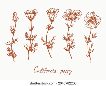 Cortejo de flores de amapola de California con brote y hojas, dibujo de garabatos con inscripción, estilo vintage