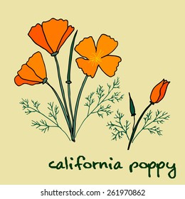 california poppy flowers