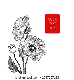 California poppy flowers drawn and sketch with line-art on white backgrounds. Vector design