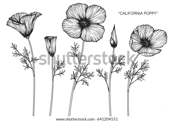 加州罂粟花绘制和草图与白色背景线艺术 库存矢量图 免版税