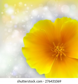 California poppy flowers on bokeh yellow background