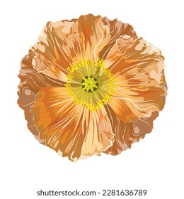 California Poppy, Iceland poppy, Poppy Flower, Golden, Pastel Poppies Illustration. Vintage poppy. Wedding flowers bundle.