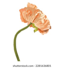 California Poppy, Iceland poppy, Poppy Flower, Golden, Pastel Poppies Illustration. Vintage poppy set. Wedding flowers bundle.