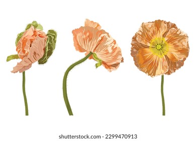 California Poppy, Iceland poppy, Poppy Flowers set, Golden, Pastel Poppies Illustration. Vintage poppy. Wedding flowers bundle.