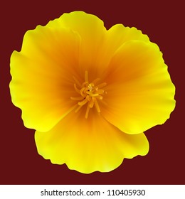 California poppy on a dark background