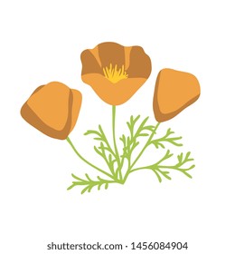 California poppy vectori isolated illustration