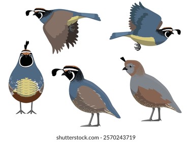 California Quail Bird Male Female Vector Cartoon Character Various Poses