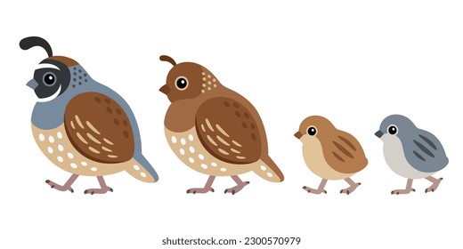 California quail family, male and female with chicks. Cute cartoon drawing, isolated vector clip art illustration.