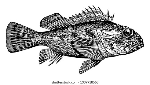 California Scorpionfish is a rockfish named for the sting of its dorsal spines vintage line drawing or engraving illustration.