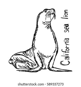 California sea lion - vector illustration sketch hand drawn with black lines, isolated on white background