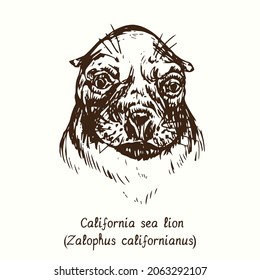 California sea lion (Zalophus californianus) head front view. Ink doodle drawing