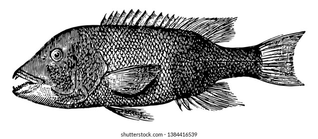 California Sheephead Is A Fish In The Labridae Family Of Wrasses, Vintage Line Drawing Or Engraving Illustration.