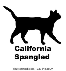 California Spangled cat silhouette. Cat breeds vector. Pet. Animal