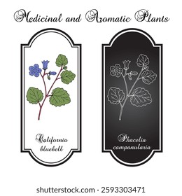 California-bluebell, or desert scorpionweed (Phacelia campanularia), ornamental plant, Hand drawn botanical vector illustration