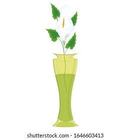 Calla, a delicate flower in a transparent yellow vase - isolated on white background - illustration, vector.