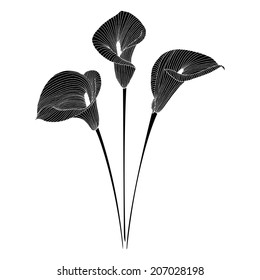 Calla flower 