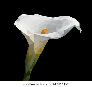 Calla flower