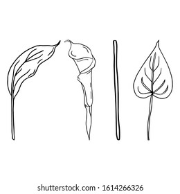 Calla flower contour line isolated on a white background. Set of black and white illustrations. Doodles. Elegant flowers for lovers, wedding, decoration, postcards. Vector illustration