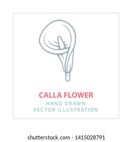 Calla. Calla flower hand drawn vector illustration. Part of set.