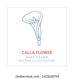 Calla. Calla flower hand drawn vector illustration. 