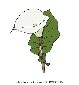 Calla flower hand-drawing doodling, single, white color bud, isolated, on white background.