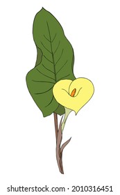 Calla flower hand-drawing doodling, single, white color bud, isolated, on white background.
