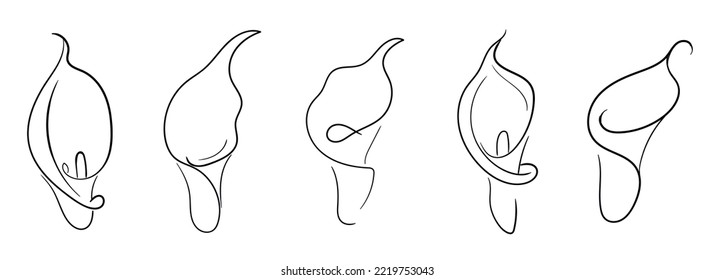 Calla-Blumengrafik. Lineares Bild. Vektorgrafik