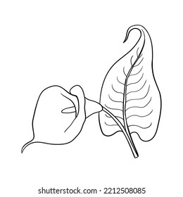 Calla flower with leaf. Simple linear calla bud.
