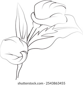 Calla flower pencil art, Black and white outline vector coloring page and book for adults and children flower iris flower, with leaves hand drawn engraved ink illustration artistic design