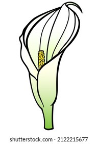 Flor de calla, planta tropical - imagen vectorial a todo color. Inflorescencia de Calla - ilustración botánica