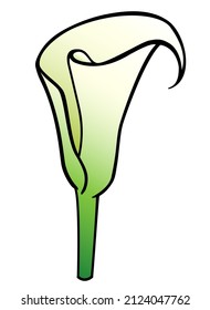 Flor de calla, planta tropical - imagen vectorial a todo color. Inflorescencia de Calla - ilustración botánica