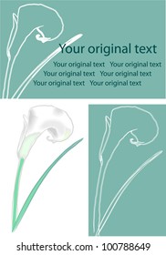 Calla flower white with a petal.