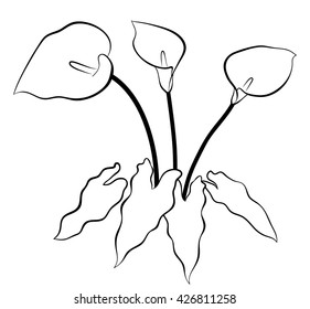   Calla flowers