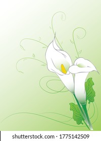 Calla flowers abstract background design