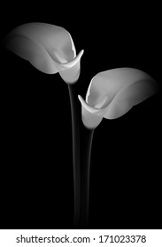 Calla flowers on black background