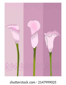 Calla-Blumen auf violettem Hintergrund. Drei Töne, sanfte Farben. Vektorgrafik.